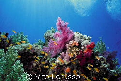 Corals - Dendronephthya Sp. by Vito Lorusso 